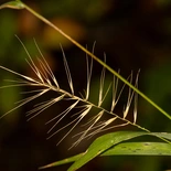 Elymus hystrix