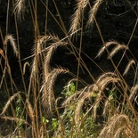 Elymus riparius