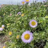 Beach Daisy
