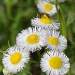 White Daisy Fleabane