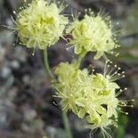 Strict Buckwheat
