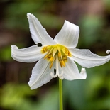 Fawn Lily