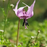 Erythronium L.