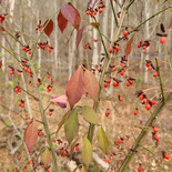 Euonymus alatus