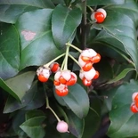 Euonymus fortunei