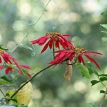 Euphorbia pulcherrima