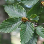 Fagus grandifolia