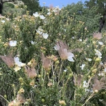 Apache Plume