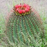 Fishhook Barrel Cactus