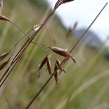 Festuca altaica