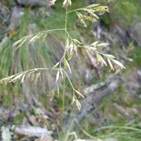 California Fescue