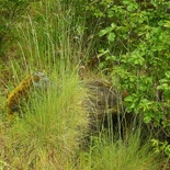 Roemer's Fescue