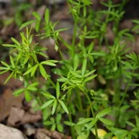 Floerkea proserpinacoides