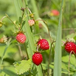 Fragaria L.