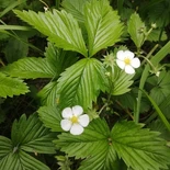 Woodland Strawberry