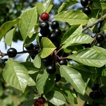 Frangula alnus