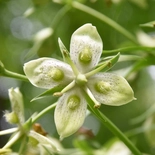 Frasera caroliniensis