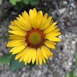 Blanket Flower