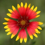 Gaillardia pulchella