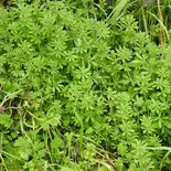 Galium aparine