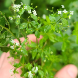 Galium asprellum