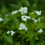 Galium odoratum