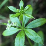Galium triflorum