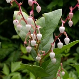 Salal
