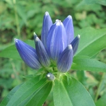 Bottle Gentian