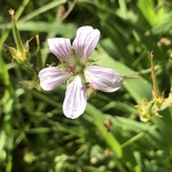 Geranium californicum