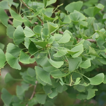 Ginkgo biloba