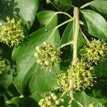 Hedera helix