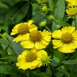 Helenium virginicum