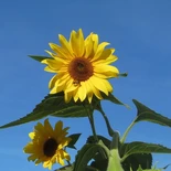 Helianthus annuus