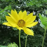 Helianthus giganteus