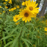 Helianthus grosseserratus