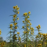 Helianthus maximiliani