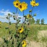 Helianthus mollis