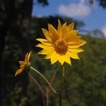 Helianthus occidentalis