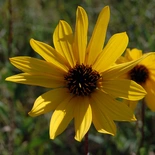 Helianthus pauciflorus