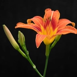 Hemerocallis fulva
