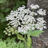 Heracleum maximum