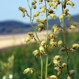 Alumroot