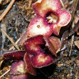 Hexastylis naniflora