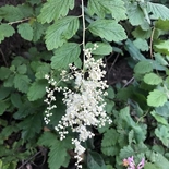 Oceanspray