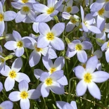 Houstonia caerulea