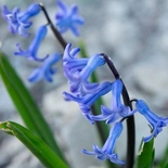 Hyacinthus orientalis
