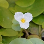 Hydrocharis morsus-ranae