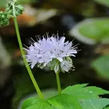 Hydrophyllum virginianum