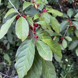 Ilex amelanchier